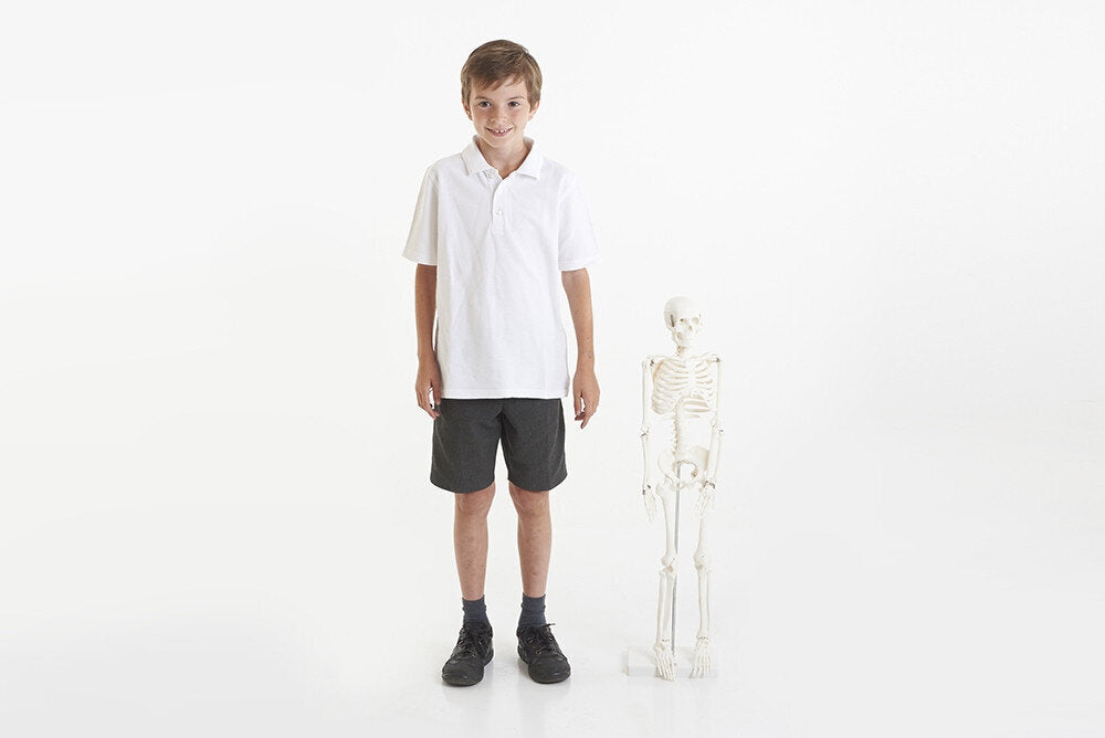 Anatomiskais modelis "Cilvēka skelets" vidējais 85 cm