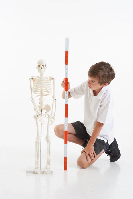 Anatomiskais modelis "Cilvēka skelets" vidējais 85 cm