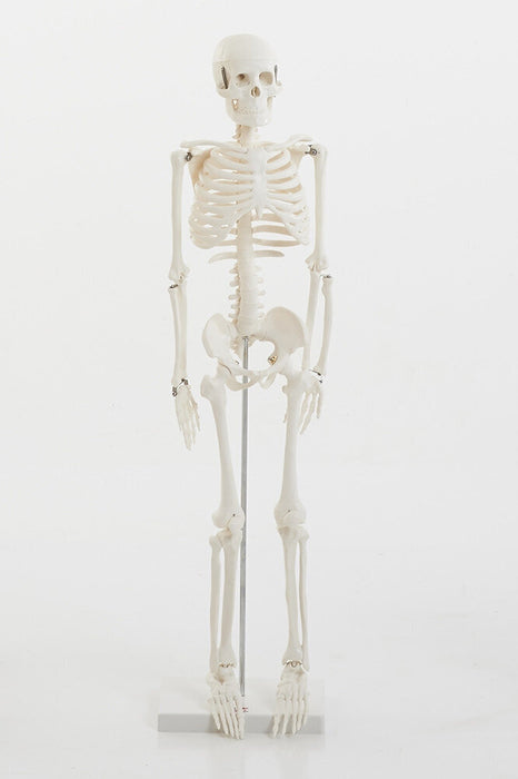 Anatomiskais modelis "Cilvēka skelets" vidējais 85 cm