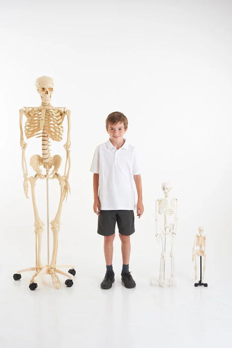 Anatomiskais modelis "Cilvēka skelets" vidējais 85 cm