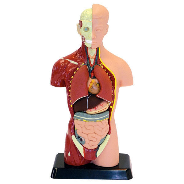 Cilvēka anatomiskais komplekts Edu-Toys Ķermenis un orgāni, 27 cm