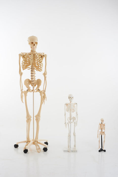 Anatomiskais modelis "Cilvēka skelets" vidējais 85 cm