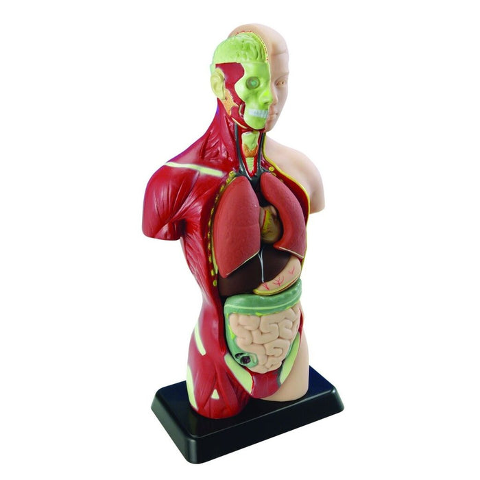 Cilvēka anatomiskais komplekts Edu-Toys Ķermenis un orgāni, 27 cm