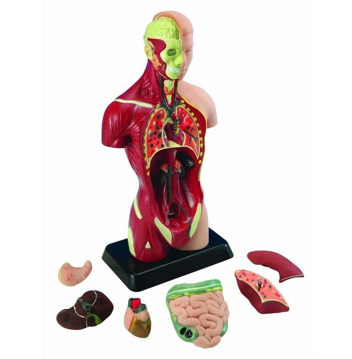 Cilvēka anatomiskais komplekts Edu-Toys Ķermenis un orgāni, 27 cm